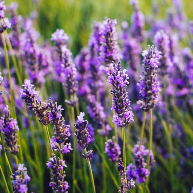 Lavender Seeds - All In One For Home Gardens
