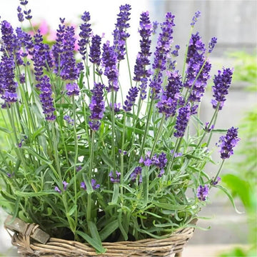 Lavender Seeds - All In One For Home Gardens