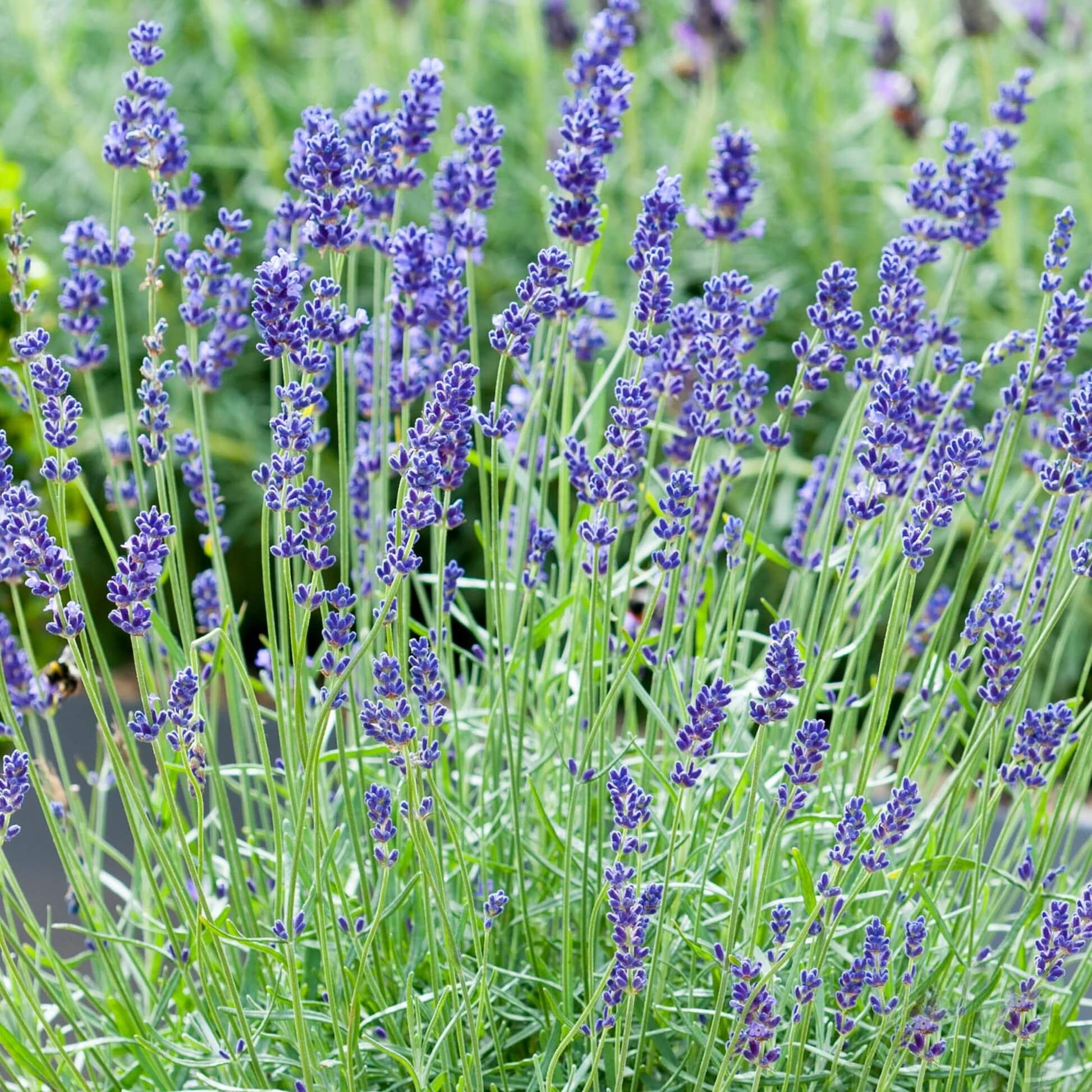 Lavender Seeds - All In One For Home Gardens