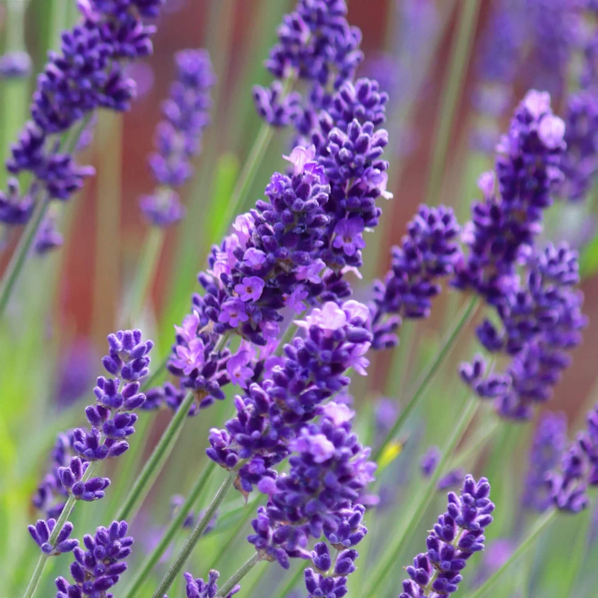 Lavender Seeds - All In One For Home Gardens