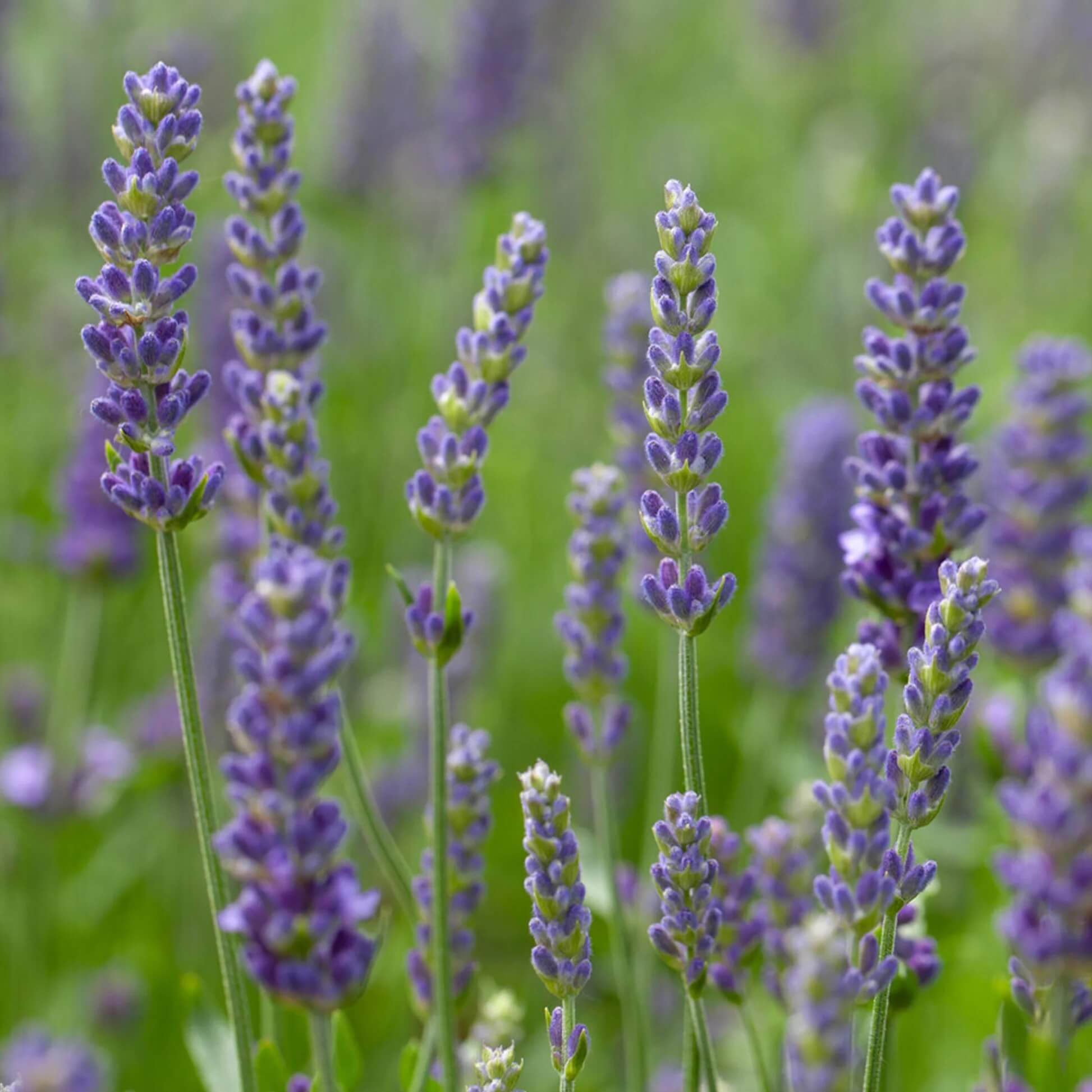 Lavender Seeds - All In One For Home Gardens