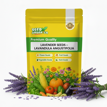 Lavender Seeds – Lavandula Angustifolia