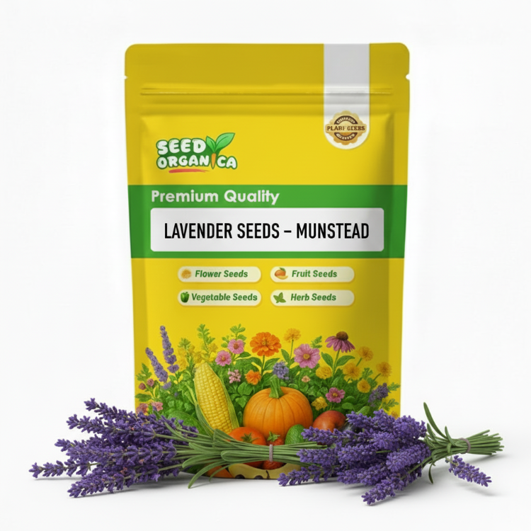 Lavender Seeds – Munstead