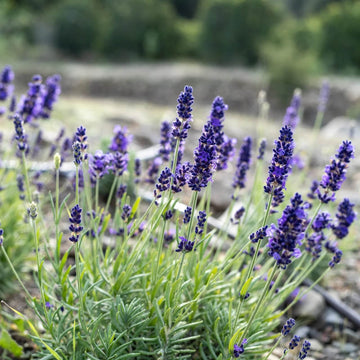 Lavender Seeds for Planting