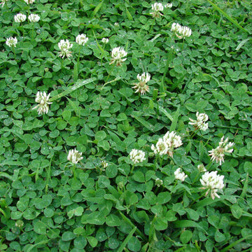 Lawn Clover Seeds
