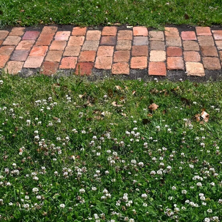 Lawn Clover Seeds
