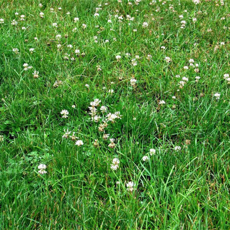 Lawn Clover Seeds
