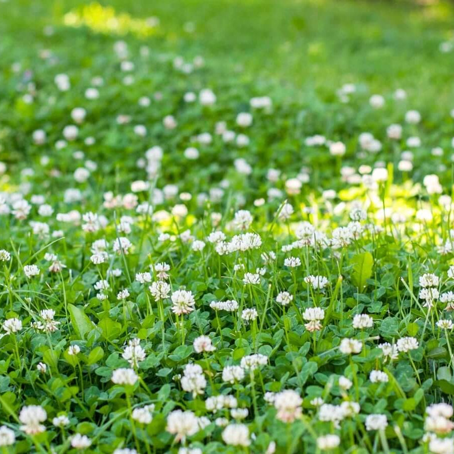 Lawn Clover Seeds