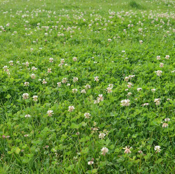Lawn Clover Seeds