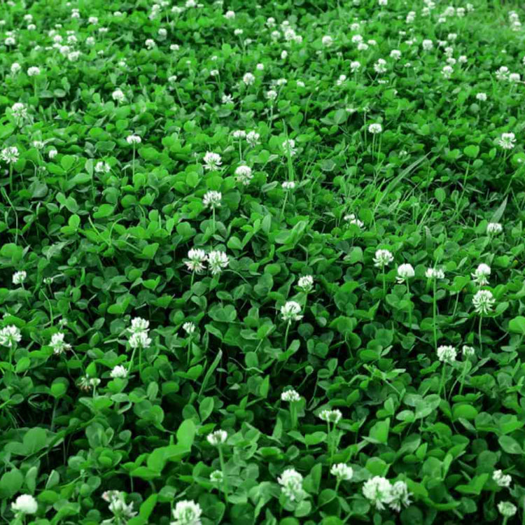 Lawn Clover Seeds