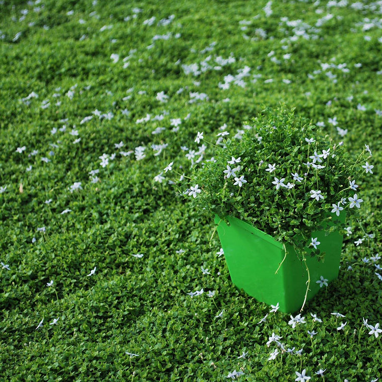 Lawn Substitute Seeds
