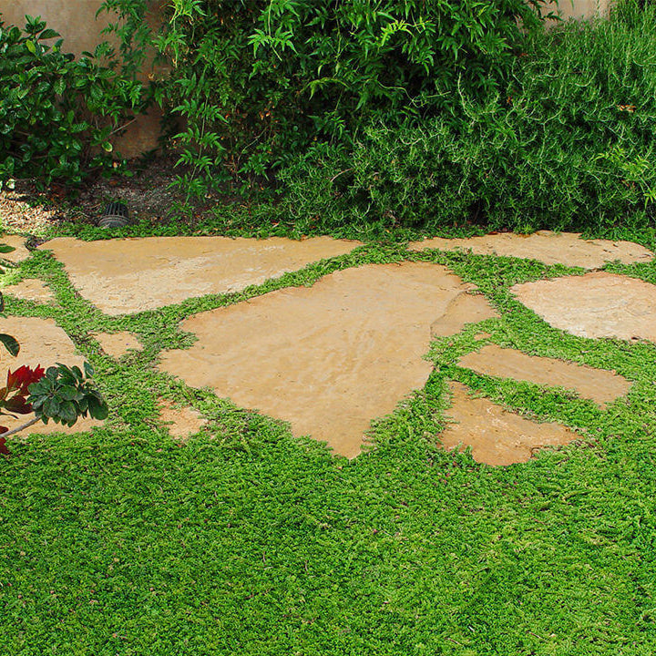 Lawn Substitute Seeds