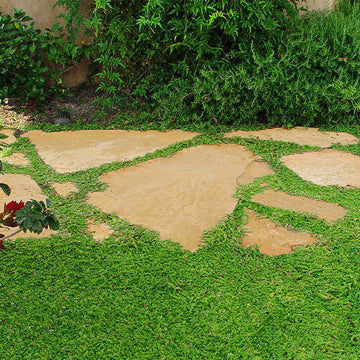 Lawn Substitute Seeds