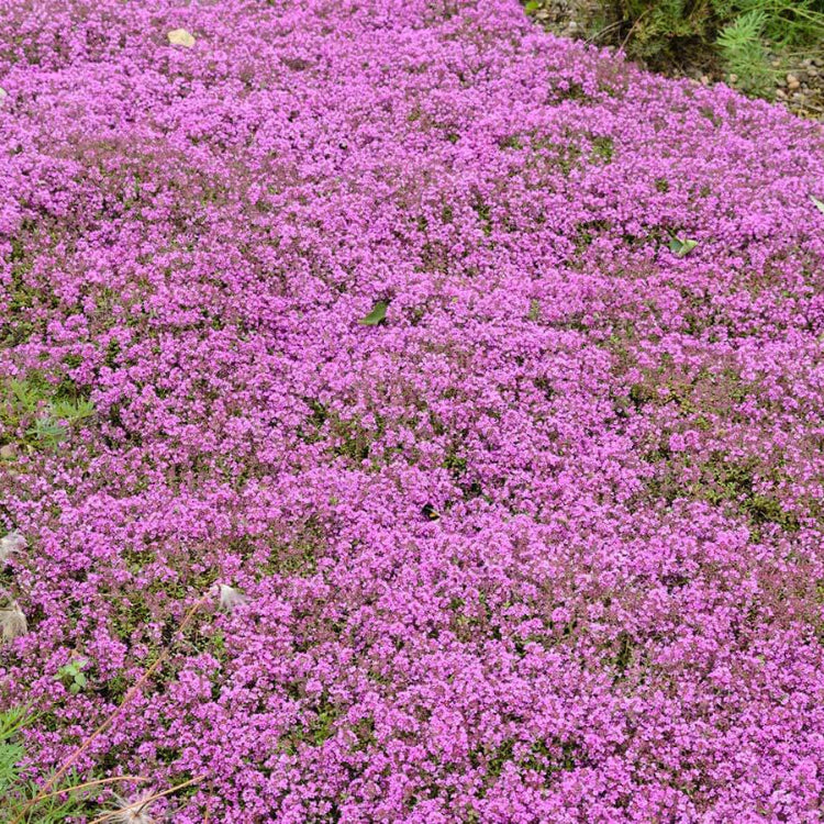 
Lawn Thyme Seeds - Flower Plant
