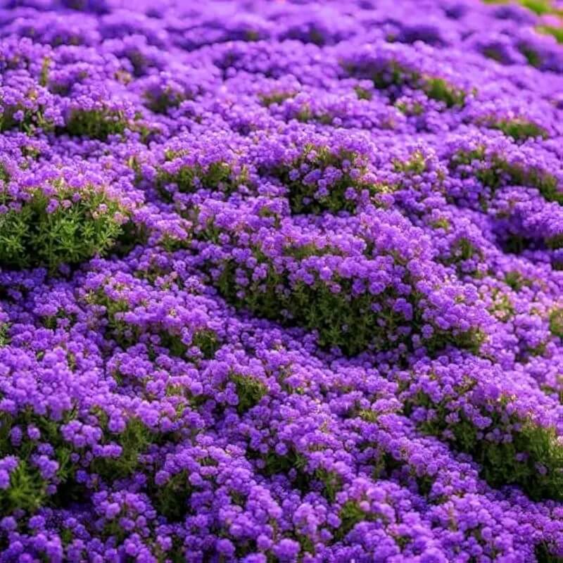 
Lawn Thyme Seeds - Flower Plant
