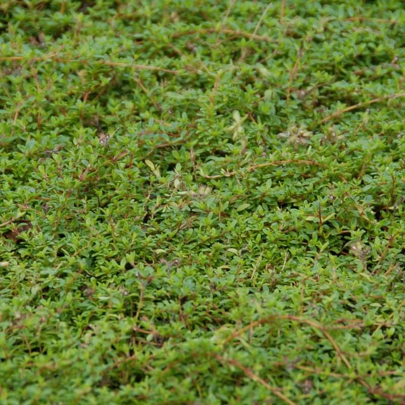 
Lawn Thyme Seeds - Flower Plant
