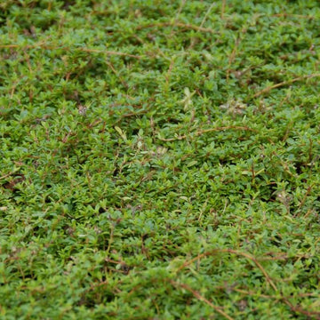 
Lawn Thyme Seeds - Flower Plant
