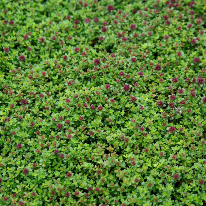 
Lawn Thyme Seeds - Flower Plant
