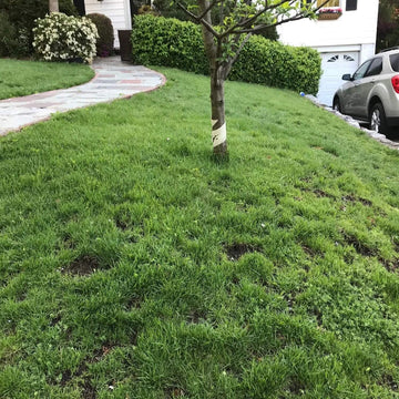 
Lawn Thyme Seeds - Flower Plant
