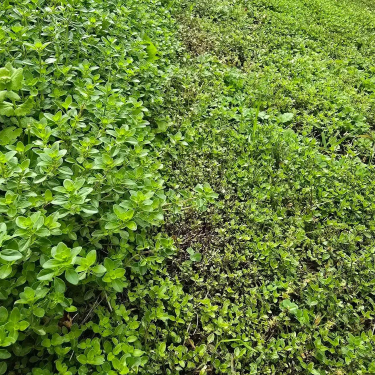 
Lawn Thyme Seeds - Flower Plant
