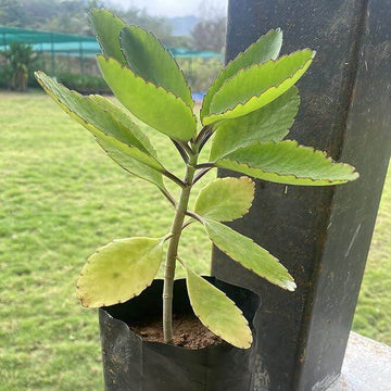 Leaf of Life Seeds for Planting