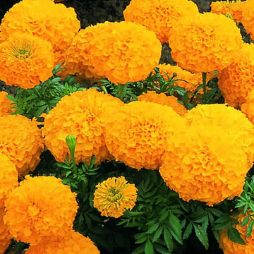 Marigold Seeds – Bright