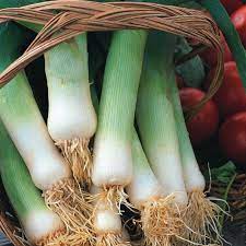 Leek Seeds – Autumn Giant