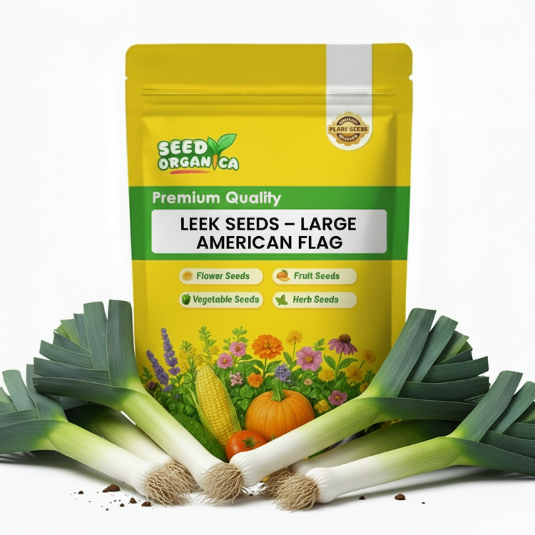 Large American Flag Leek Seeds | Garden Leek Vegetable Seeds