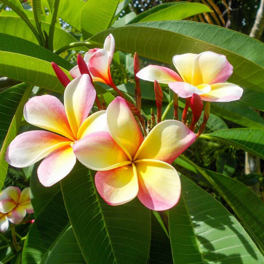 Lei Flower Plant Seeds
