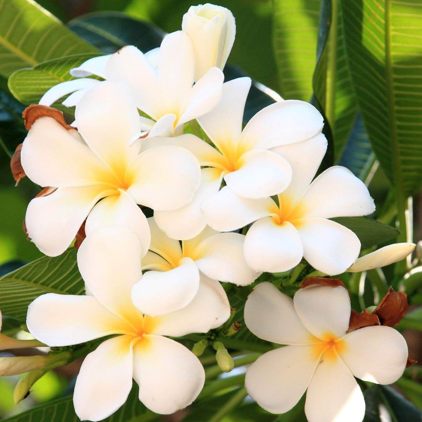 Lei Flower Plant Seeds