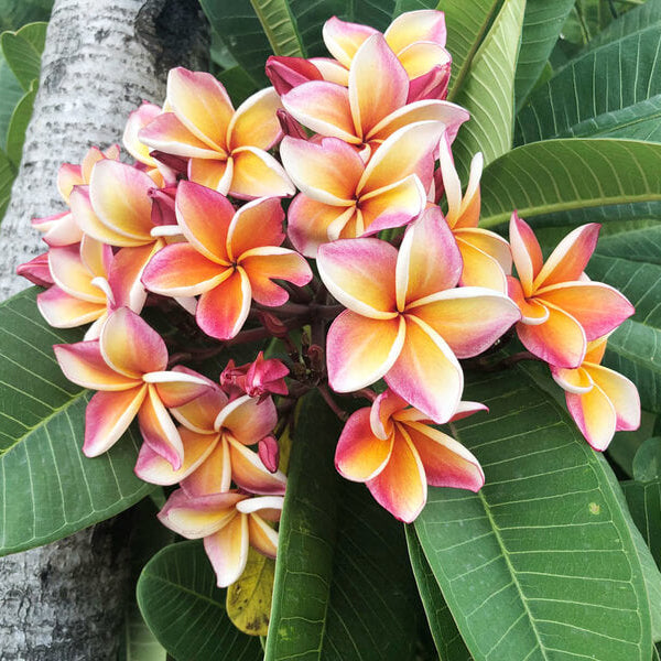 Lei Flower Plant Seeds