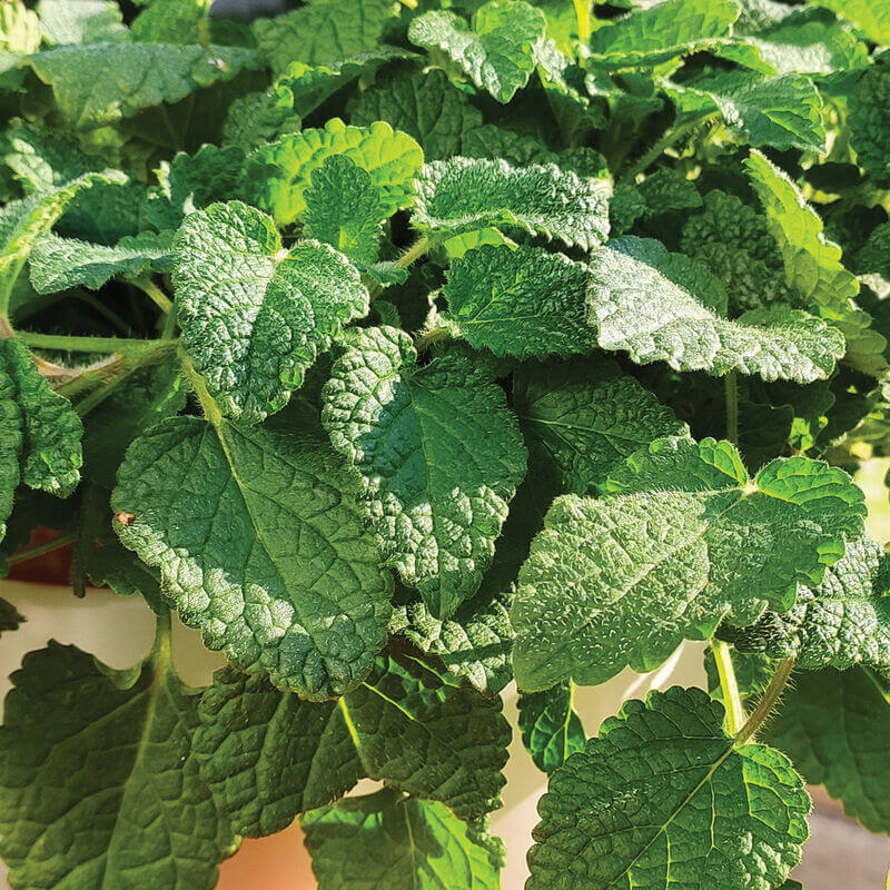 Lemon Balm Seeds – Mandarina