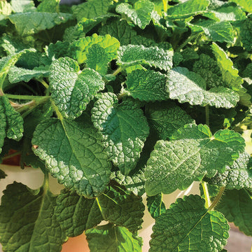 Lemon Balm Seeds – Mandarina