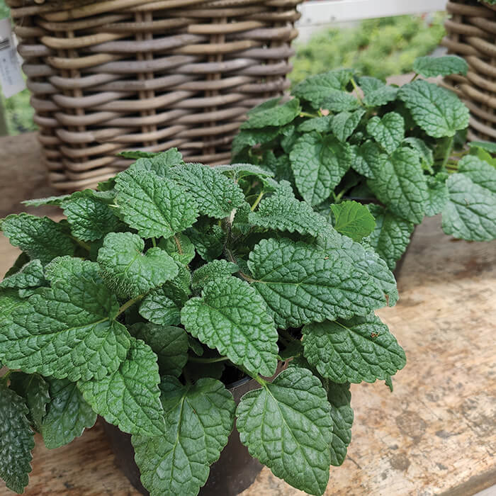 Lemon Balm Seeds – Mandarina