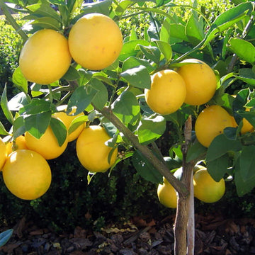 Lemon Seeds – Bearss
