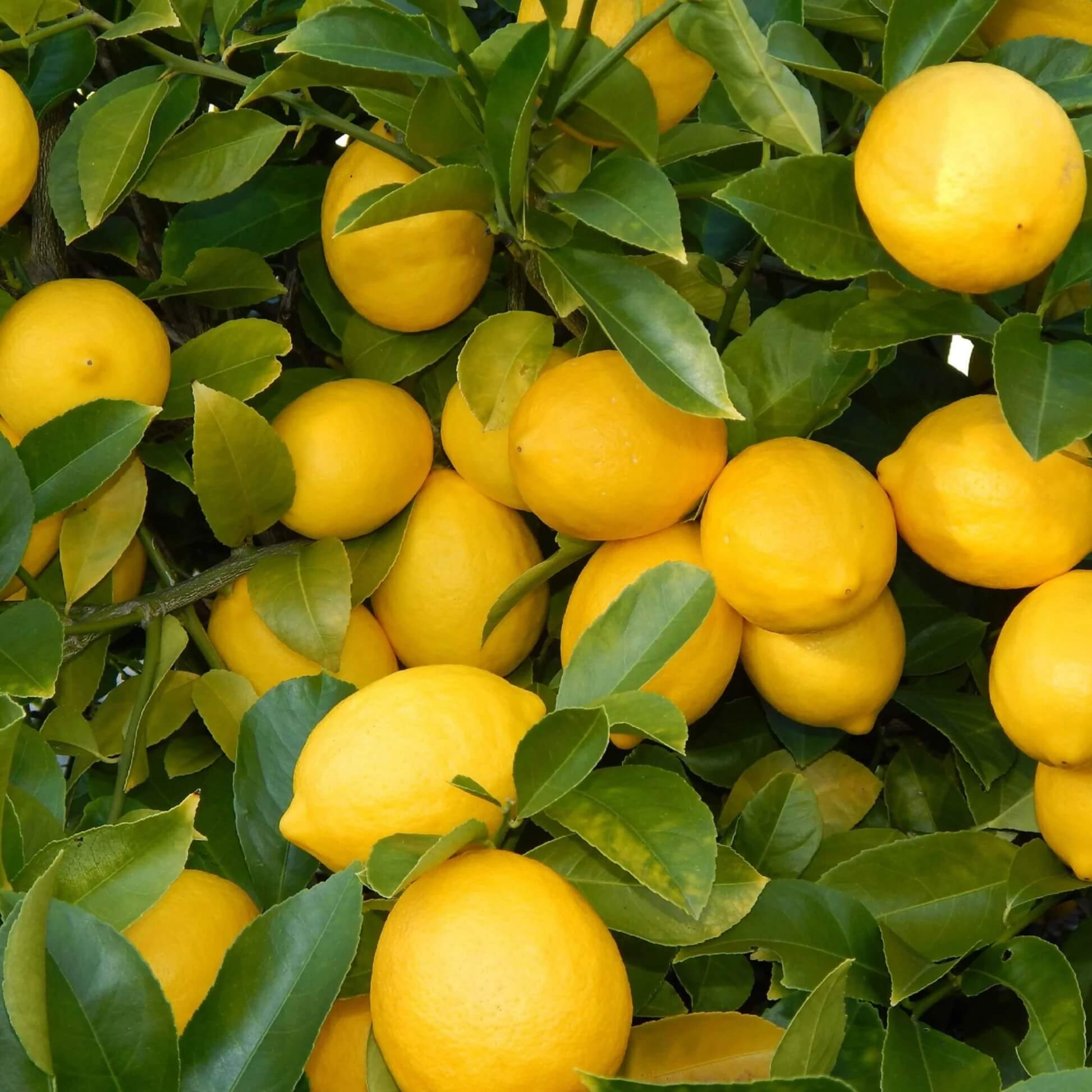 Lemon Seeds – Citrus