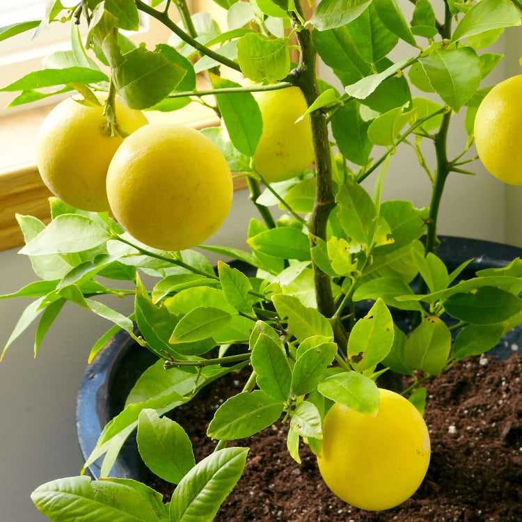 Lemon Seeds – Citrus