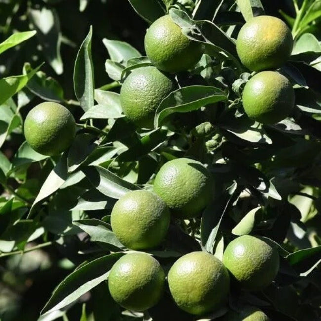 Lemon Seeds – Dark Green