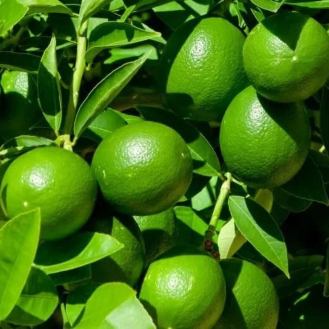 Lemon Seeds – Dark Green
