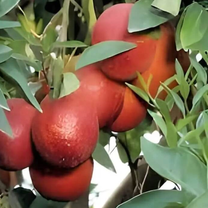 Lemon Seeds – Dark Red