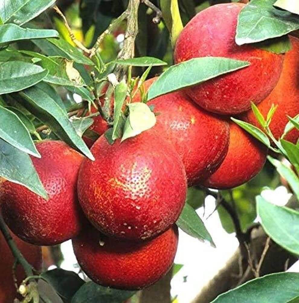 Lemon Seeds – Dark Red