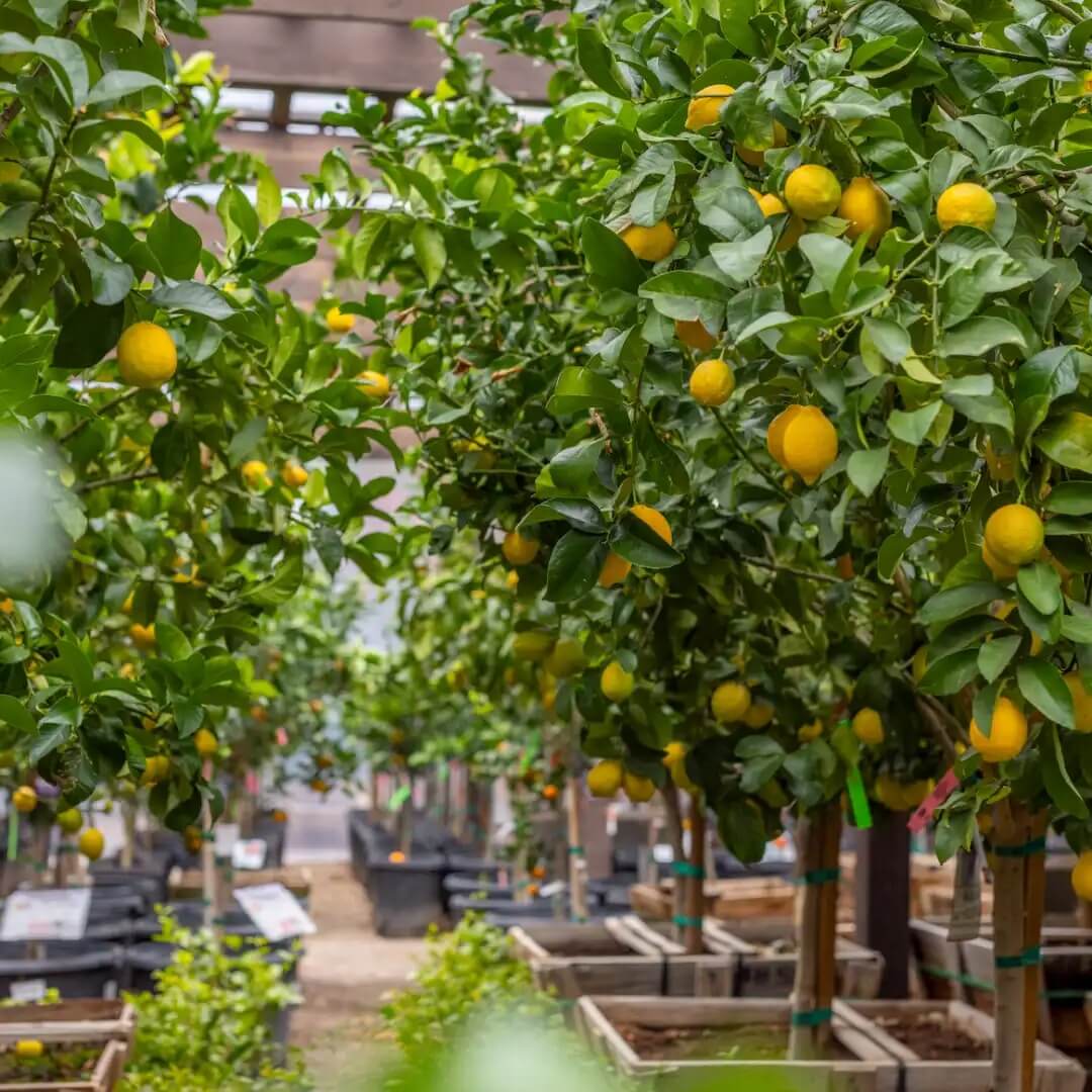 Lemon Seeds – Eureka