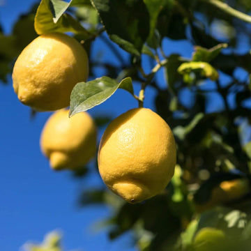 Lemon Seeds – Femminello