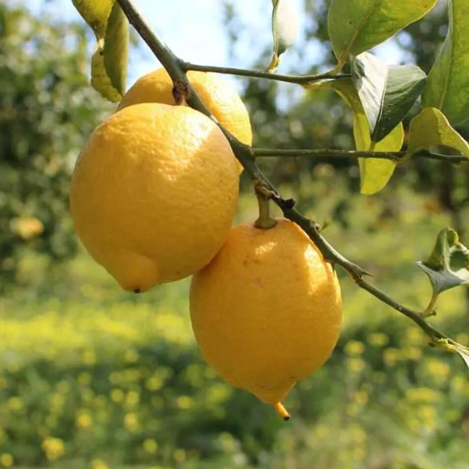 Lemon Seeds – Femminello
