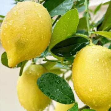 Lemon Seeds – Genoa