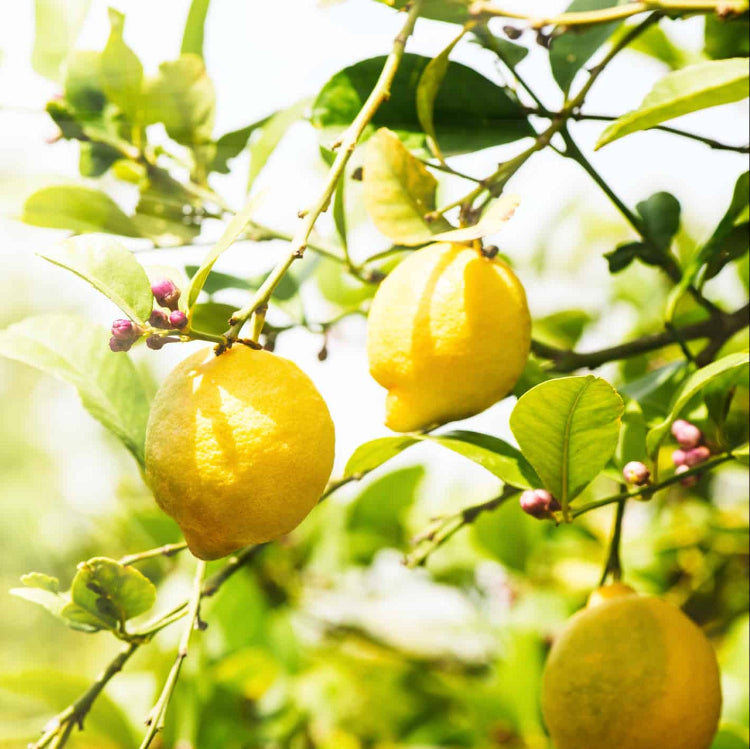 Lemon Seeds – Lisbon