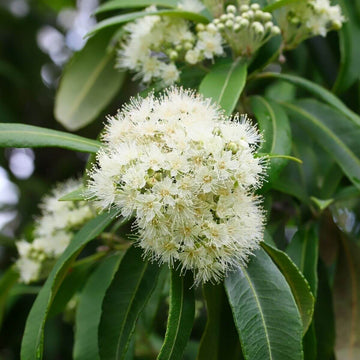 Lemon Myrtle Seeds - Herbal Plant