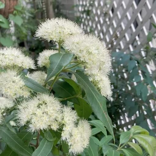 Lemon Myrtle Seeds - Herbal Plant