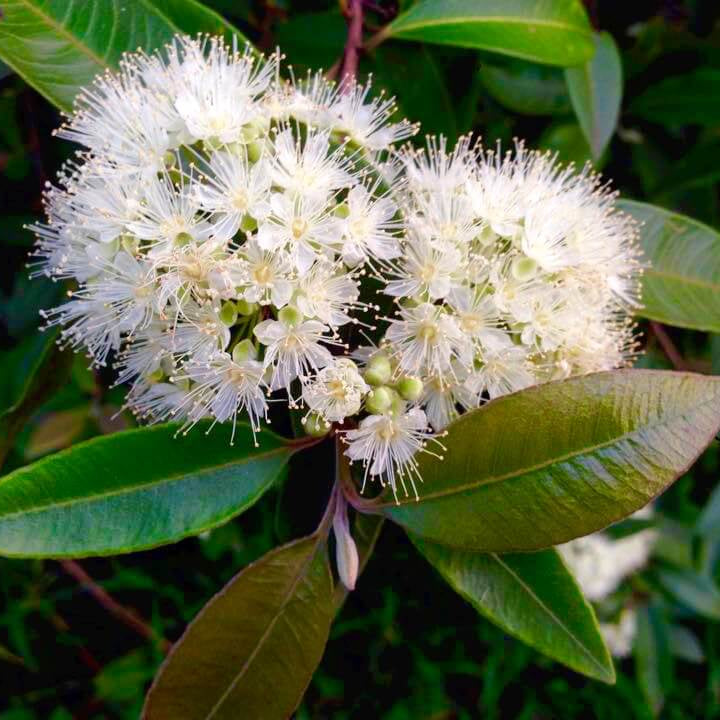 Lemon Myrtle Seeds - Herbal Plant