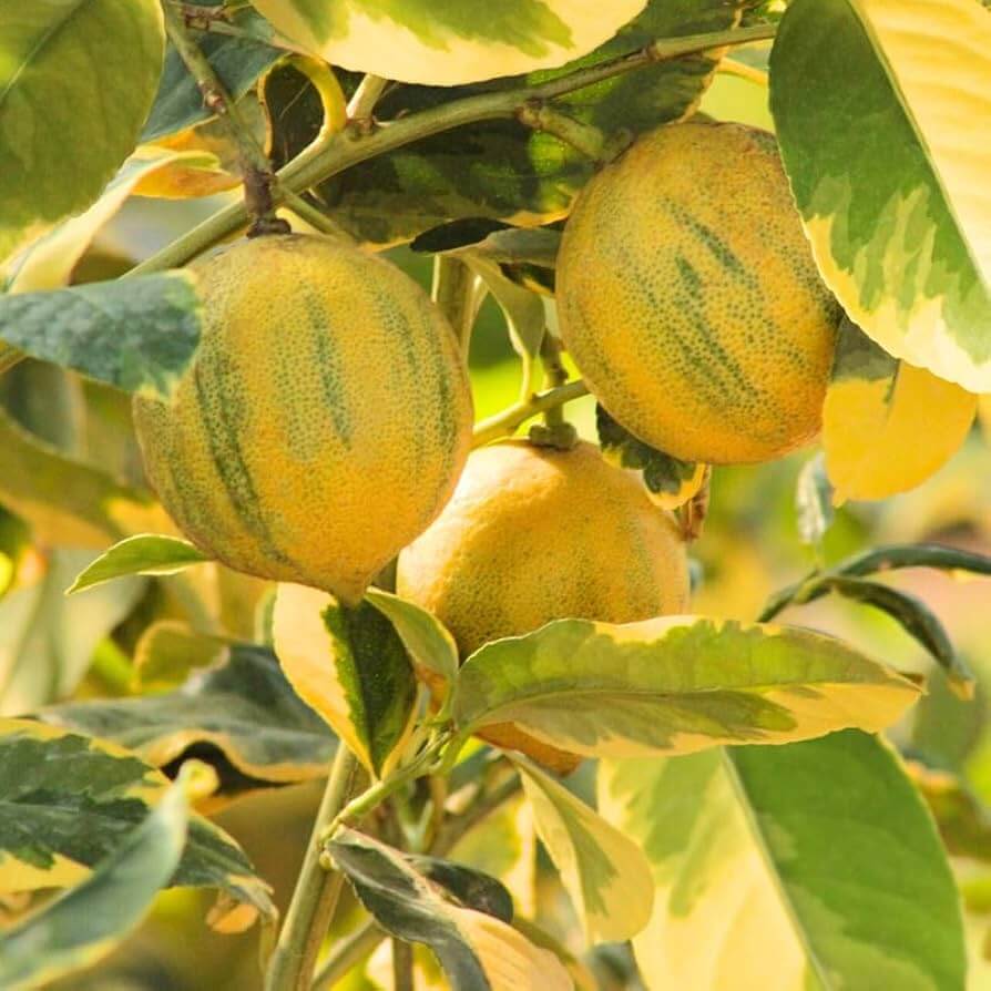 Lemon Seeds – Pink Variegated